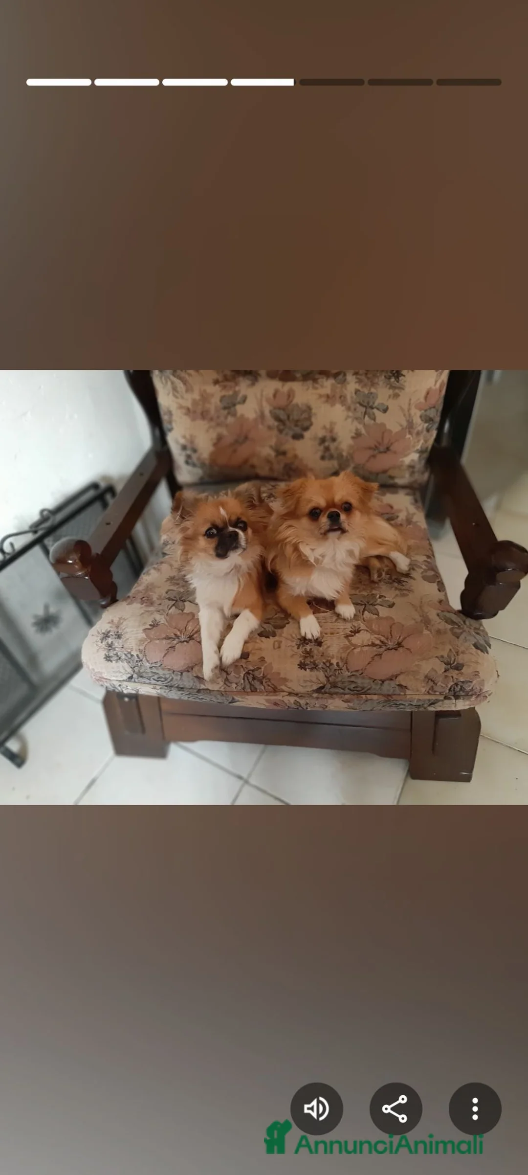 Chihuahua cani in vendita: Chiwawa Thailandese Pelo lungo - Annuncio 1