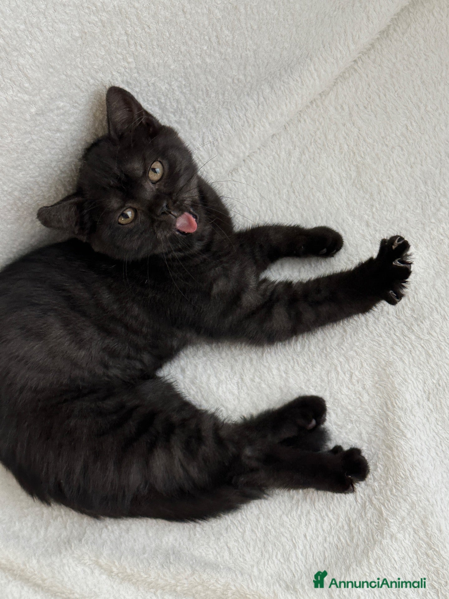 British gatti Gattina British Shorthair femmina - Annuncio 6