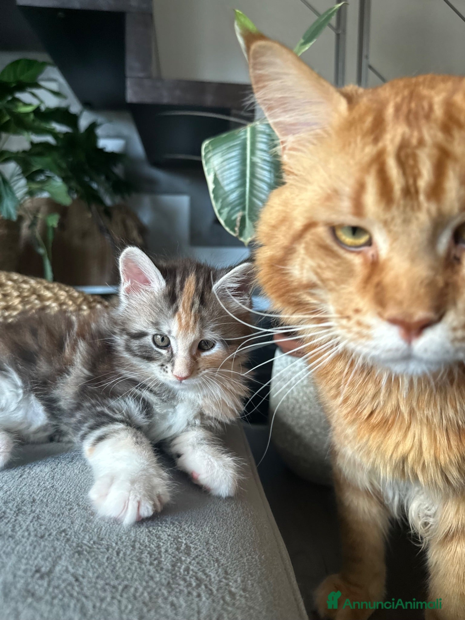 Maine Coon gatti Vendita cuccioli Maine Coon con pedigree ANFI - Annuncio 1