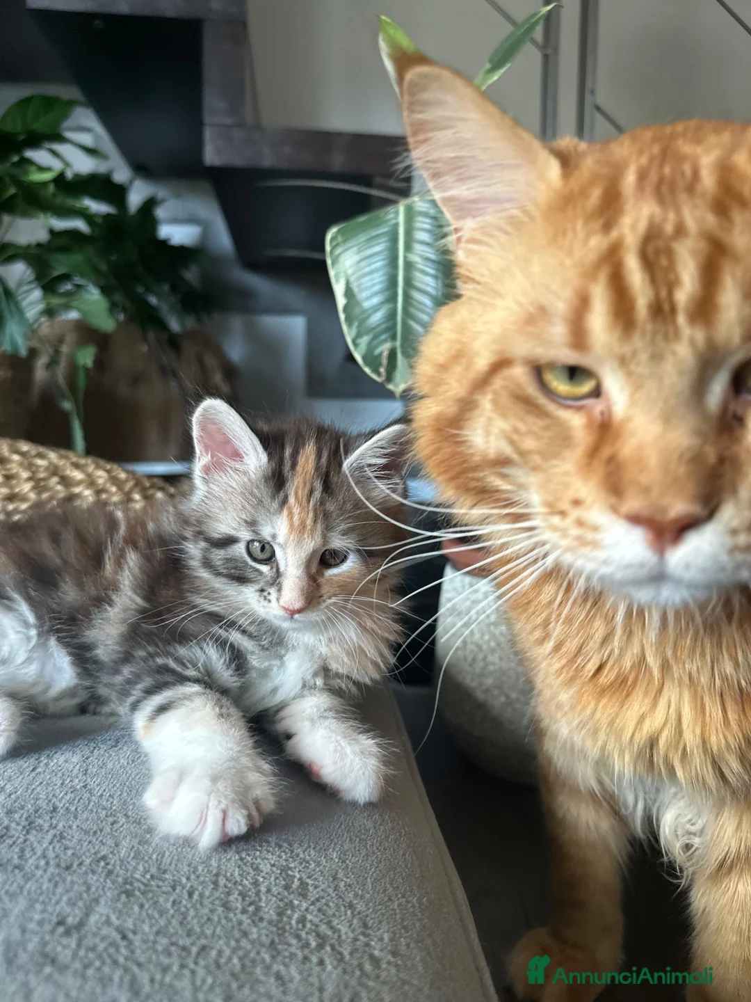 Maine Coon gatti in vendita: Vendita cuccioli Maine Coon con pedigree ANFI a Città metropolitana di Milano - Annuncio 1