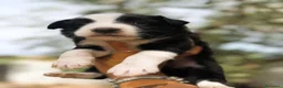Border Collie cani in vendita: cuccioli border collie blue merle  - Annuncio 5