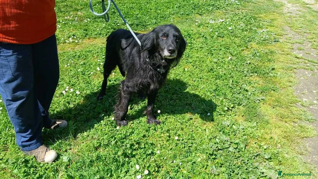 Meticcio cani in regalo: GREY UNA VITA MISERABILE DAVANTI A TUTTI - Annuncio 2