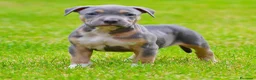 Pitbull cani in vendita: American pitbull terrier ukc  a Città metropolitana di Catania - Annuncio 6