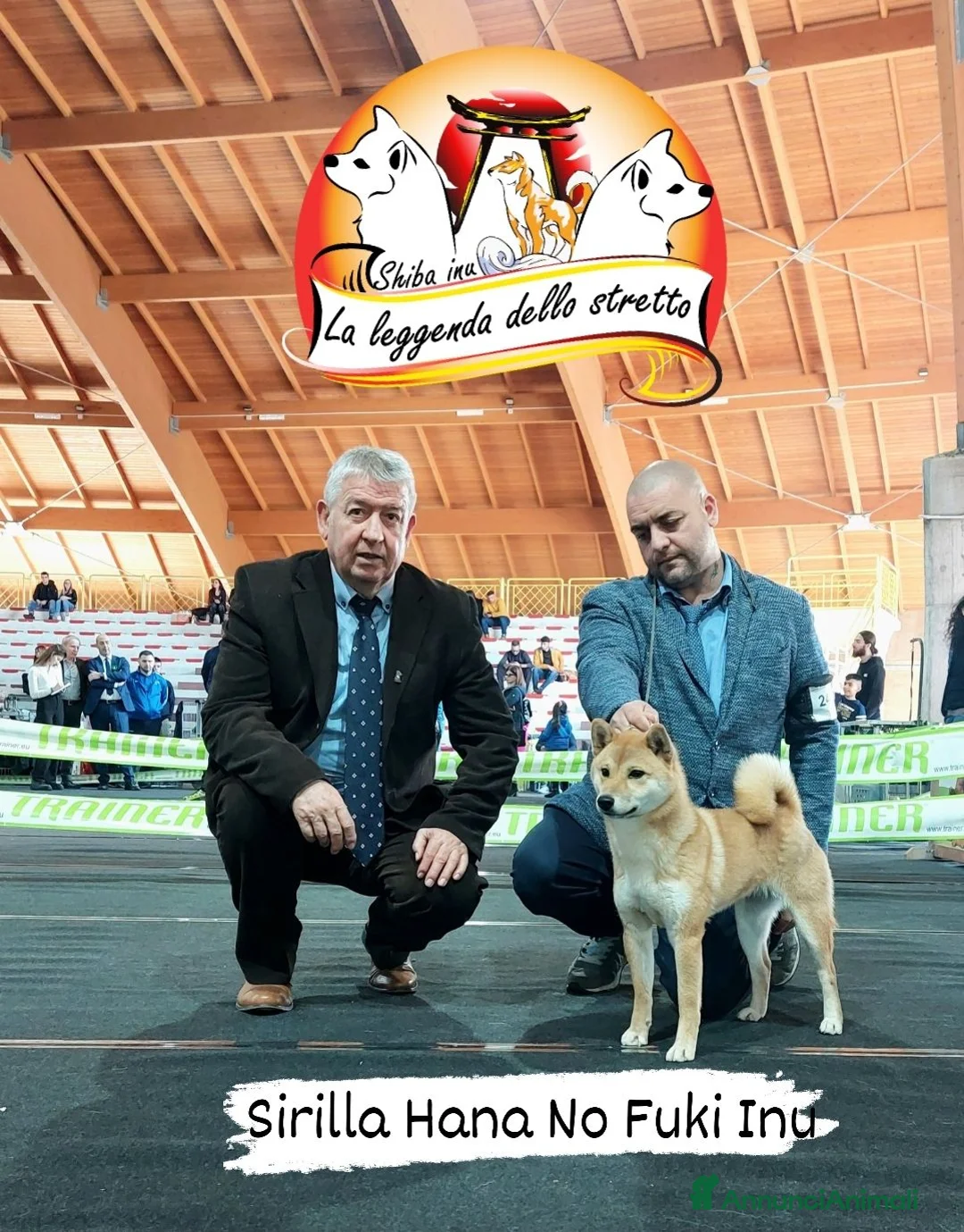 Shiba Inu cani in vendita: Shiba inu - Annuncio 1