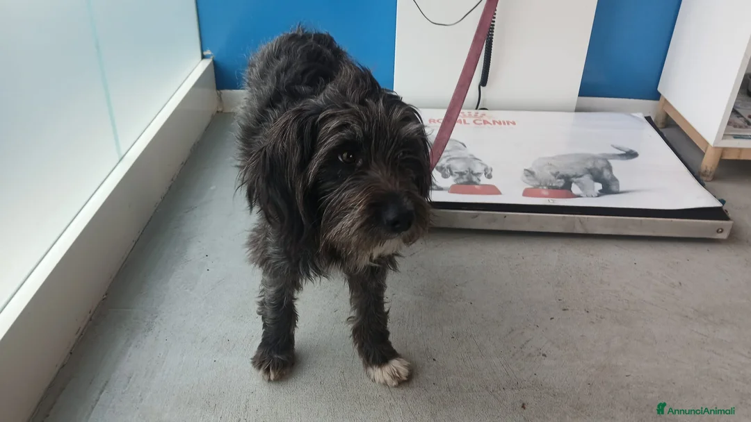 Meticcio cani in regalo: LA SPLENDIDA PUPELLA HA BISOGNO DI UNA CASA - Annuncio 4