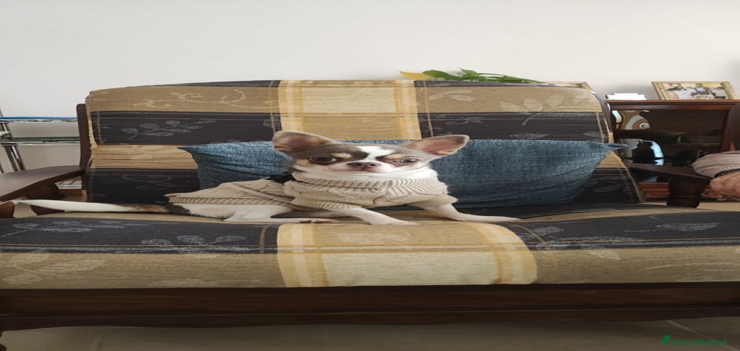 Immagine della galleria {{count}}