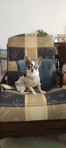 Immagine della galleria {{count}}