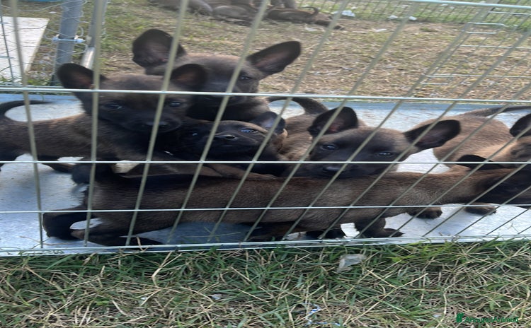 Pastore Belga cani - Annuncio 3