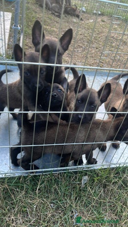 Pastore Belga cani - Annuncio 3