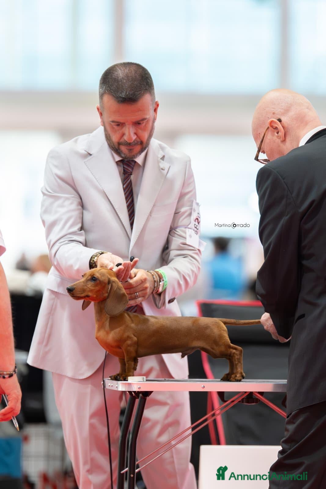 Bassotto cani in vendita: DISPONIBILE CUCCIOLO DI BASSOTTO A PELO CORTO - Annuncio 1