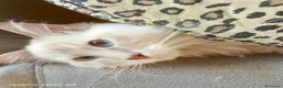 Ragdoll gatti per accoppiamento: Accoppiamento per Ragdoll maschio  - Annuncio 5