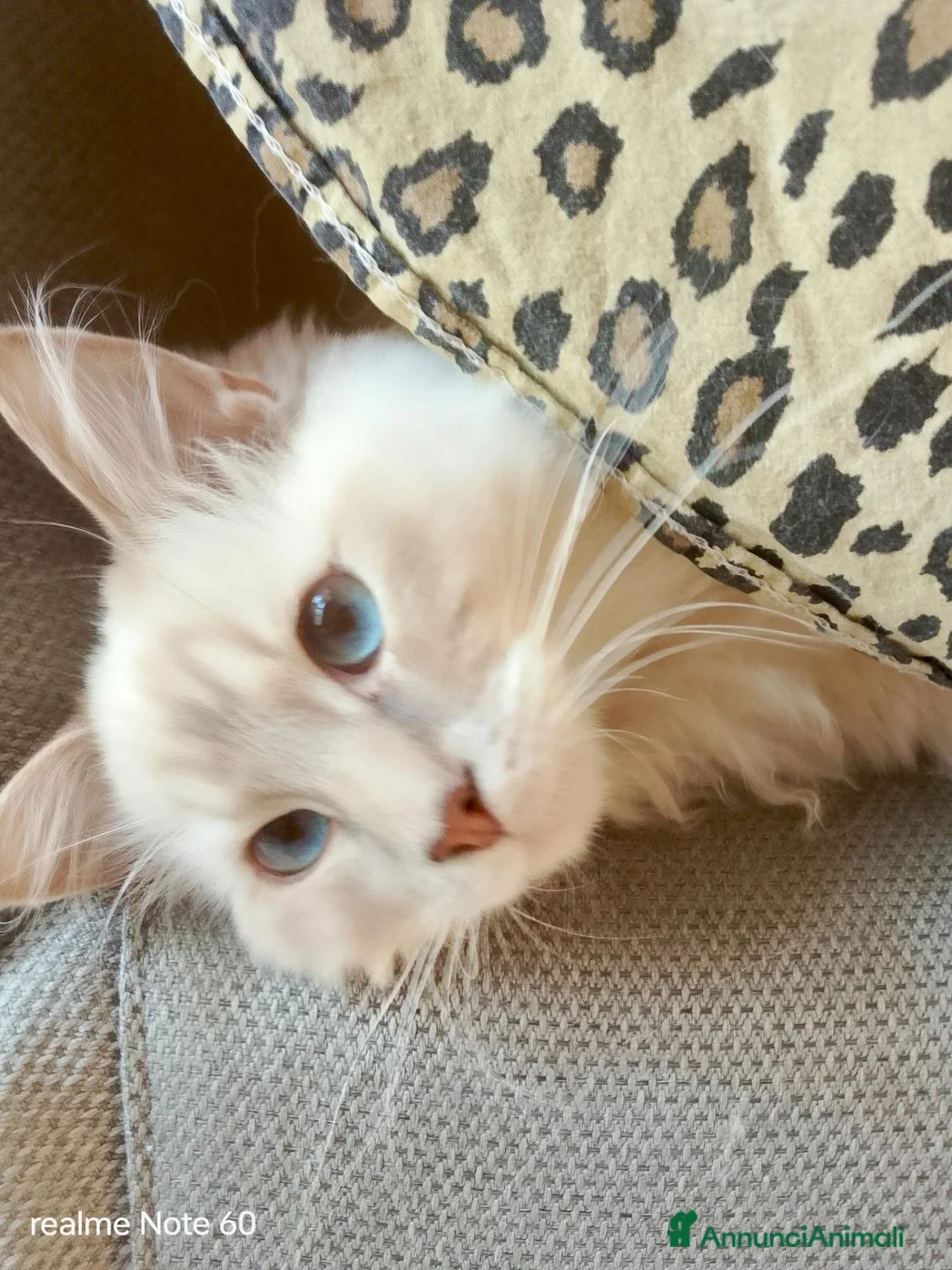 Ragdoll gatti per accoppiamento: Accoppiamento per Ragdoll maschio  - Annuncio 5