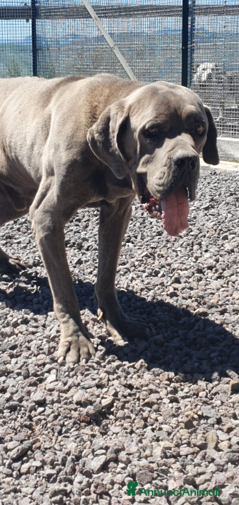 Cane Corso cani Zeus, cane corso in canile - Annuncio 3