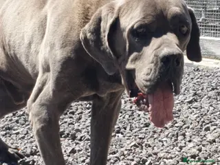 Cane Corso cani Zeus, cane corso in canile - Annuncio 3