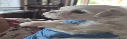 Maltese cani in vendita: Cuccioli di maltese coreano a Provincia di Benevento - Annuncio 5