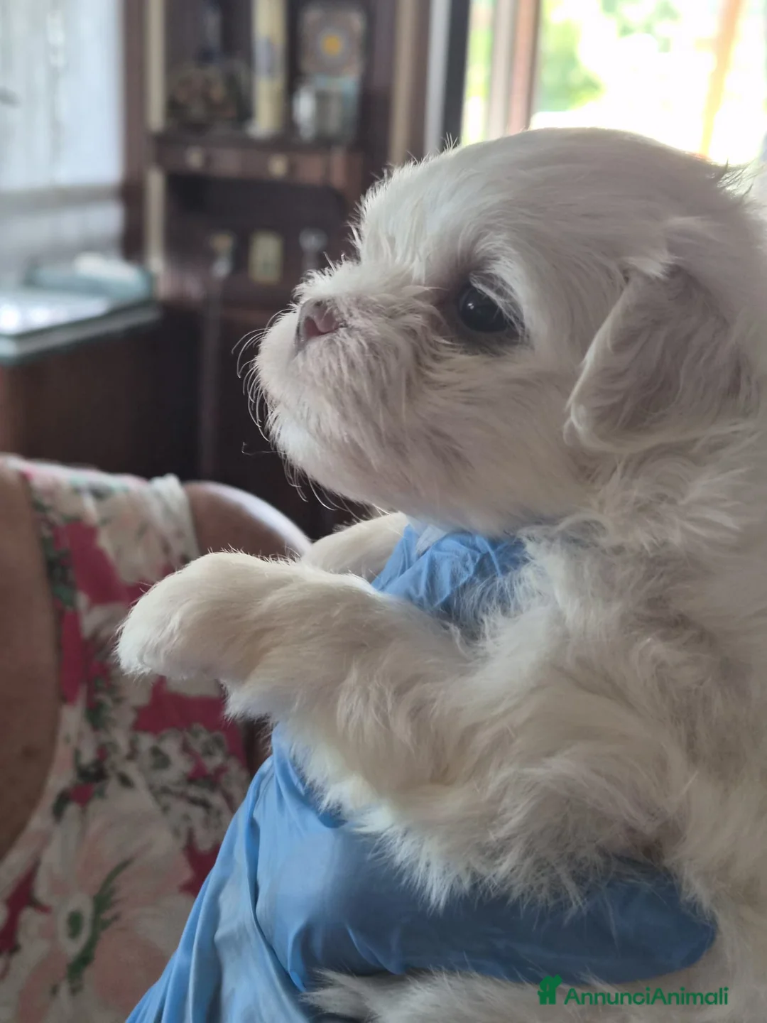 Maltese cani in vendita: Cuccioli di maltese coreano a Provincia di Benevento - Annuncio 5