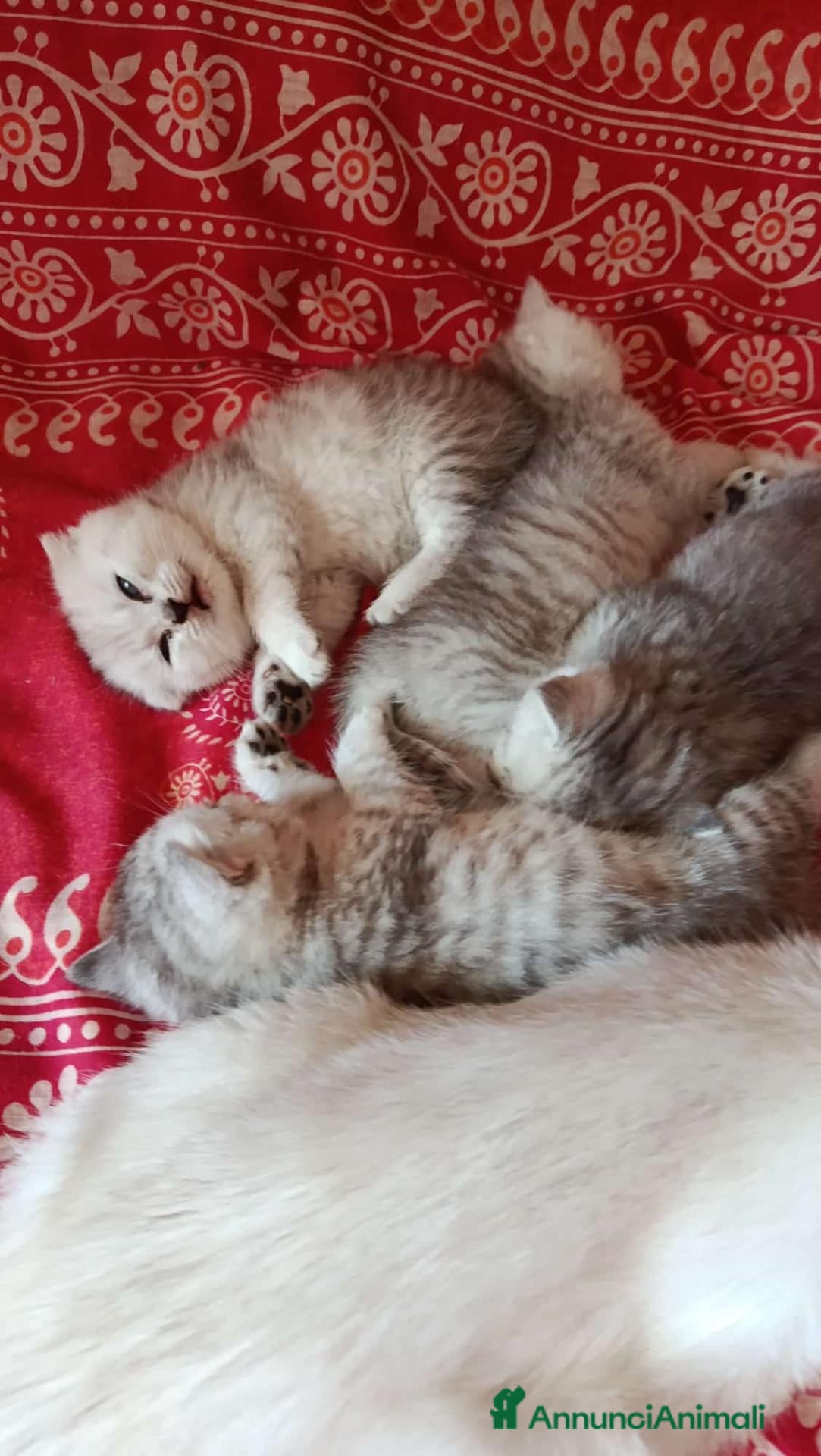 Scottish gatti Scottish HIGHLAND FOLD CHINCHILLA + kit REGALO !!! - Annuncio 7