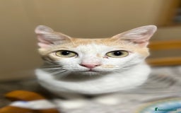 Meticcio gatti in regalo: Gatti gratis - Immagine 3