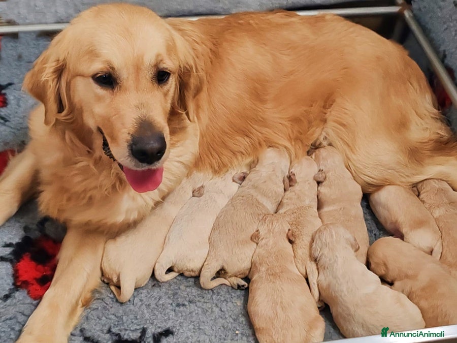 Golden Retriever cani GOLDEN RETRIEVER CON PEDIGREE ENCI - Annuncio 2