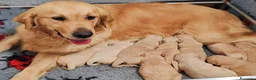 Golden Retriever cani in vendita: GOLDEN RETRIEVER CON PEDIGREE ENCI - Annuncio 2