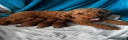 Barboncino Toy cani in vendita: Barboncini Toy Rossi - Annuncio 3