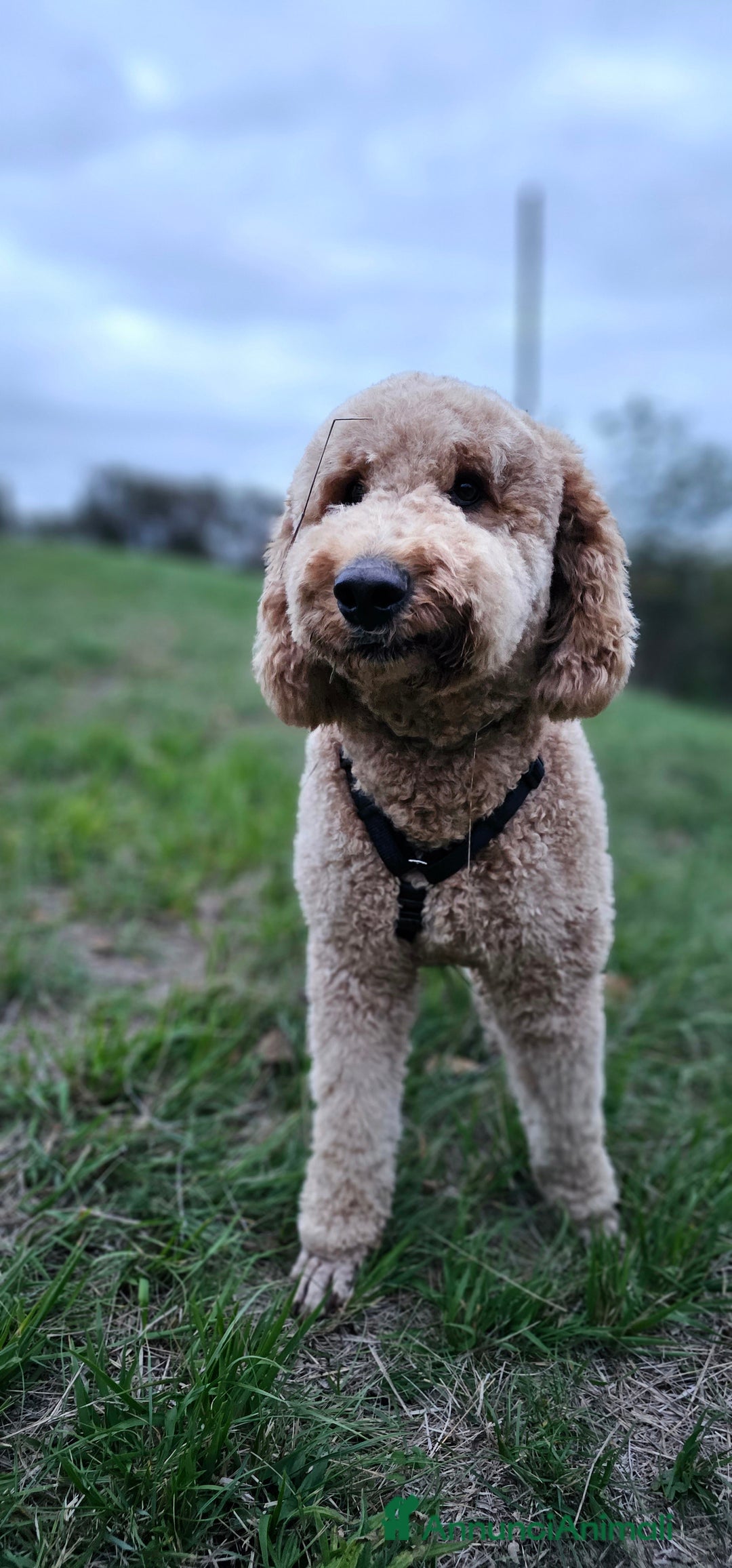 Altre razze cani per accoppiamento: Golden Doodle F1B per accoppiamento  - Annuncio 8