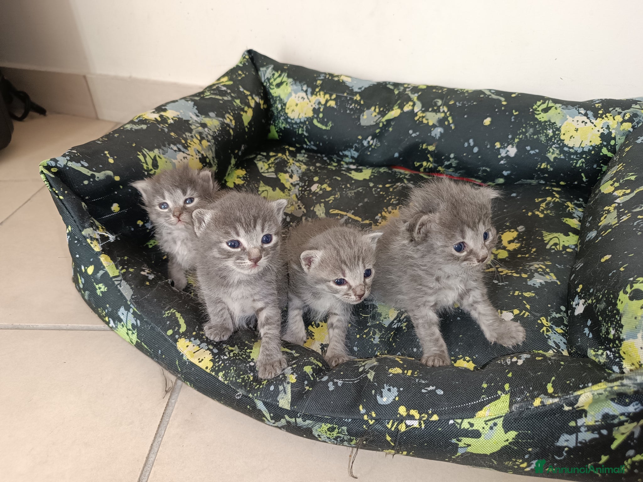 Certosino gatti Gattini nati il 13 aprile  - Annuncio 8