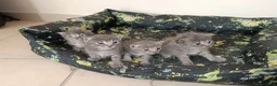 Certosino gatti in vendita: Gattini nati il 13 aprile  - Annuncio 1