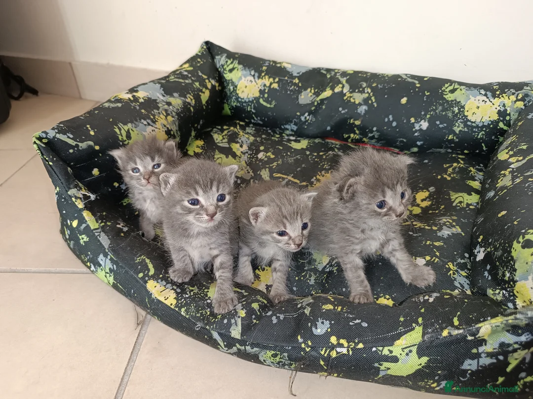 Certosino gatti in vendita: Gattini nati il 13 aprile  - Annuncio 1