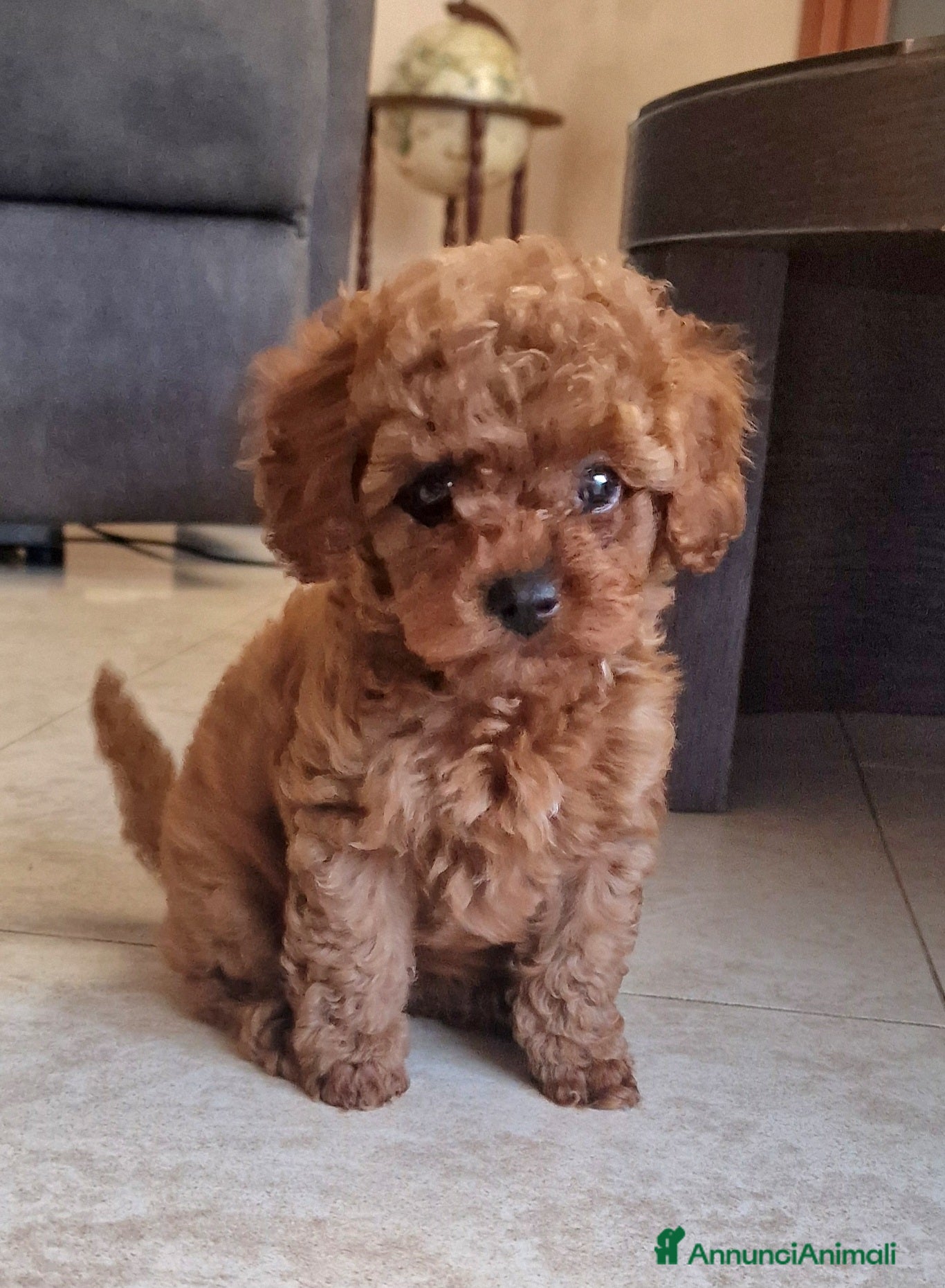 Barboncino Toy cani Barboncino mini toy e Teacup Red brown  - Annuncio 26