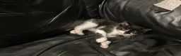 Meticcio gatti in regalo: GATTINI  a Città metropolitana di Milano - Annuncio 4