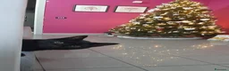 Meticcio gatti in regalo: GATTO NERO  a Provincia di Crotone - Annuncio 4