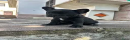 Bulldog Francese cani in vendita: bulldog francese nero tigrato  - Annuncio 12