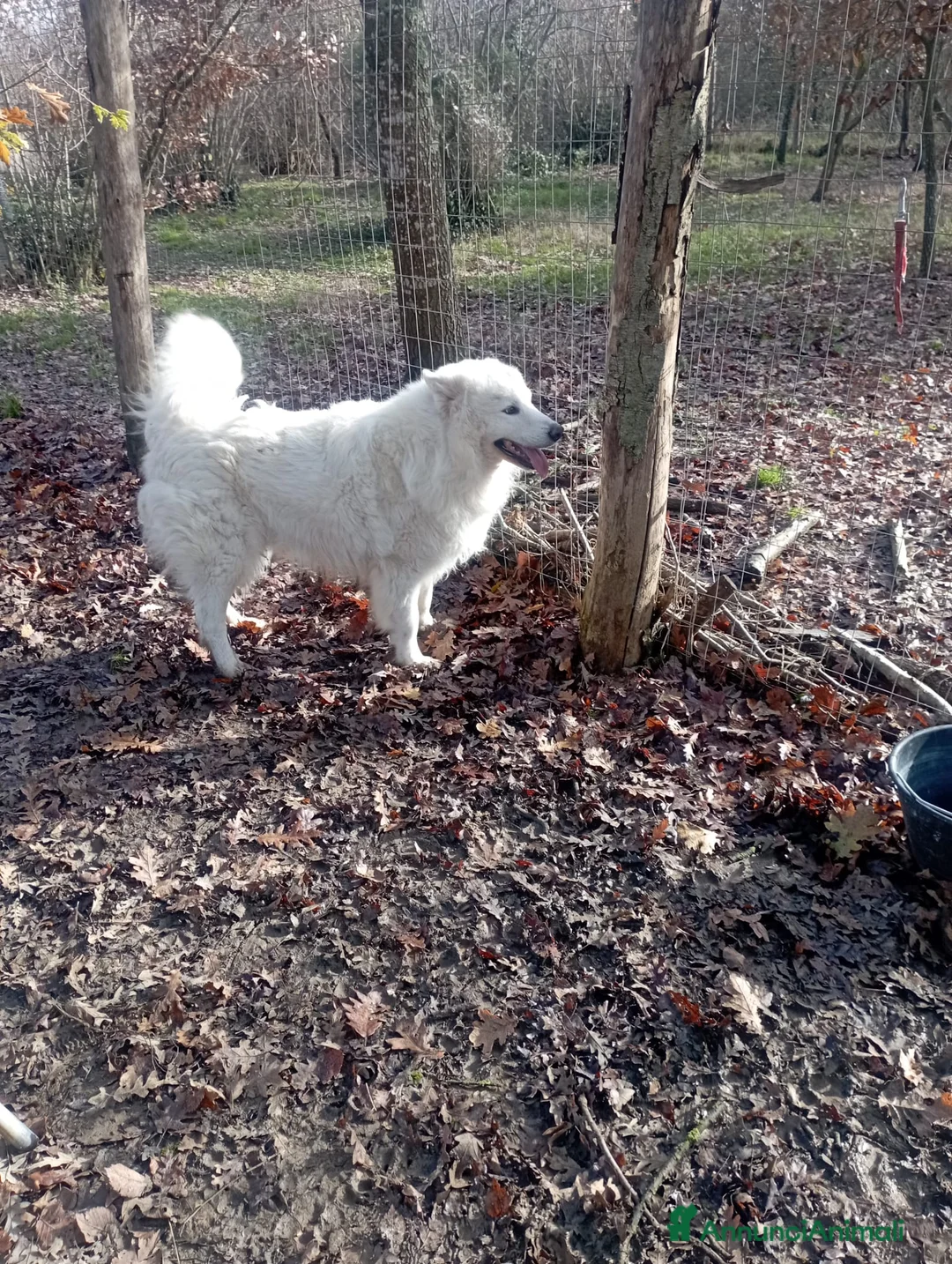 Meticcio cani in regalo: 3 anni, carattere splendido, bello e simpatico  - Annuncio 10