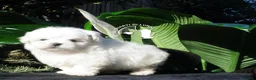 Maltese cani in vendita: Maltese Trequartidiluna - Annuncio 1