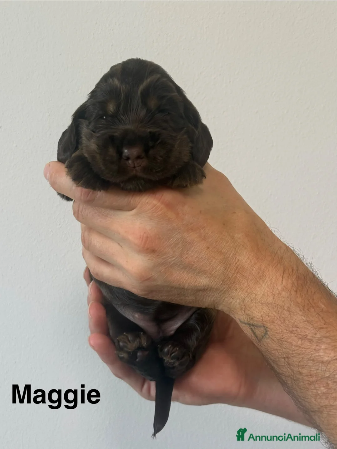Cocker cani in vendita: Cuccioli English Cocker Spaniel con Pedigree ENCI - Annuncio 5