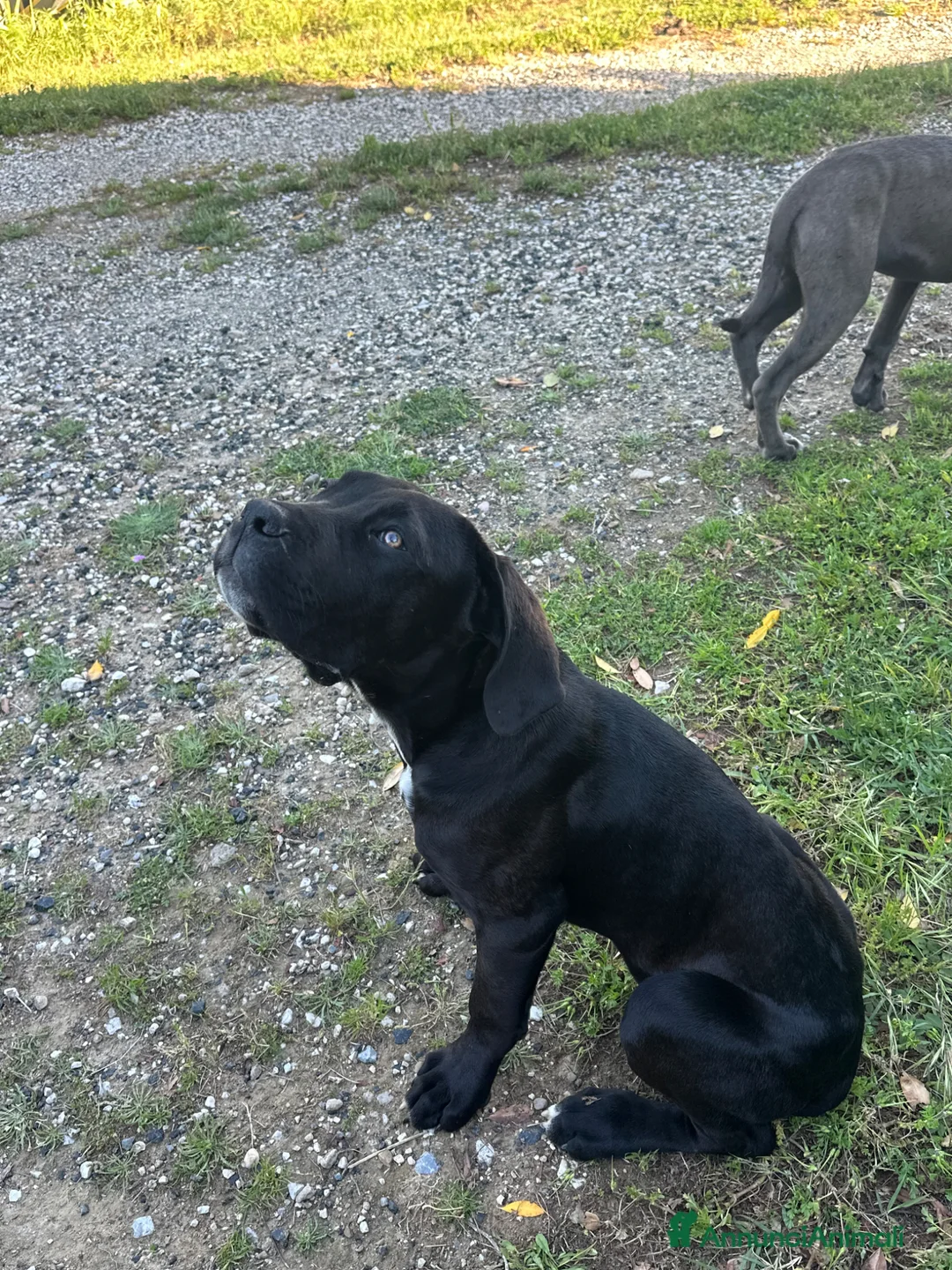 Cane Corso cani in vendita: Vendo cuccioli cane corso - Annuncio 2