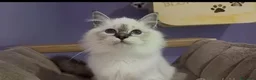 Sacro di Birmania gatti in vendita: Cucciola gatto sacro di birmania a Città Metropolitana di Torino - Annuncio 5