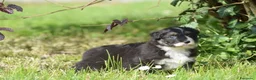 Australian Shepherd cani in vendita: AUSTRALIAN SHEPHERD a Provincia di Padova - Annuncio 14