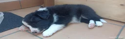 Border Collie cani in vendita: Border Colli con pedigree vendiamo - Annuncio 7