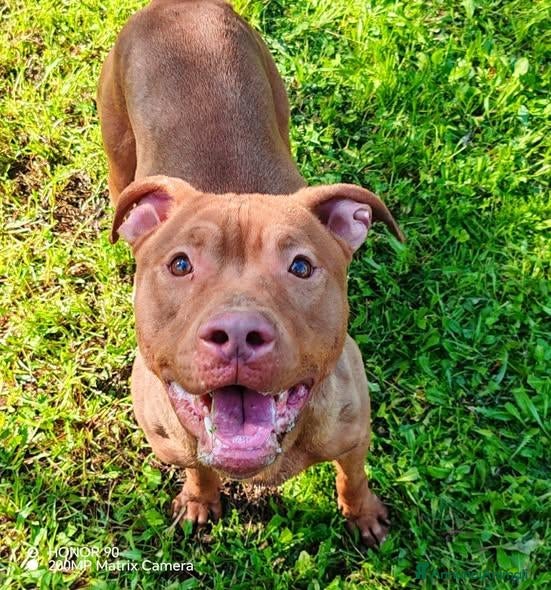 Pitbull cani in regalo: Shakira dolcissima pitbull - Annuncio 1
