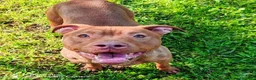 Pitbull cani in regalo: Shakira dolcissima pitbull - Annuncio 1