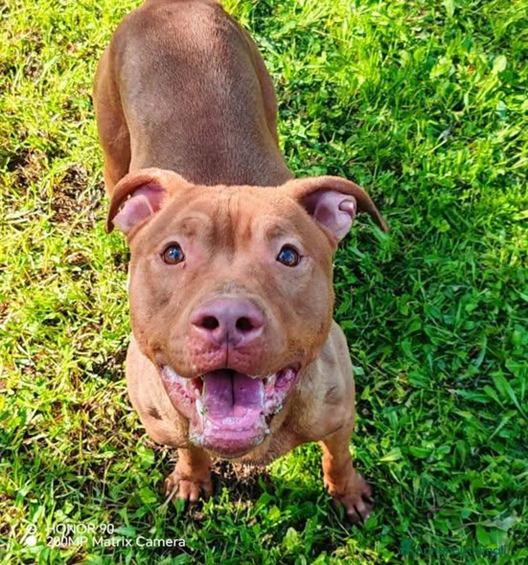 Pitbull cani in regalo: Shakira dolcissima pitbull - Annuncio 1