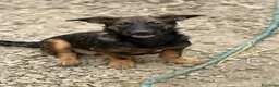 Meticcio cani in regalo: ENZO, lupacchiotto ZAMPACORTA simpaticissimo! - Annuncio 2