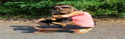 Meticcio cani in regalo: JODY  - Annuncio 3