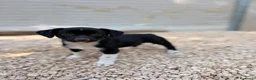 Meticcio cani in regalo: LA TENERA KIRA a Città Metropolitana di Firenze - Annuncio 5