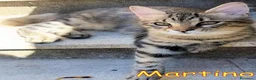 Europeo gatti in regalo:  MARTINO GATTINO TIGRATINO - Annuncio 5