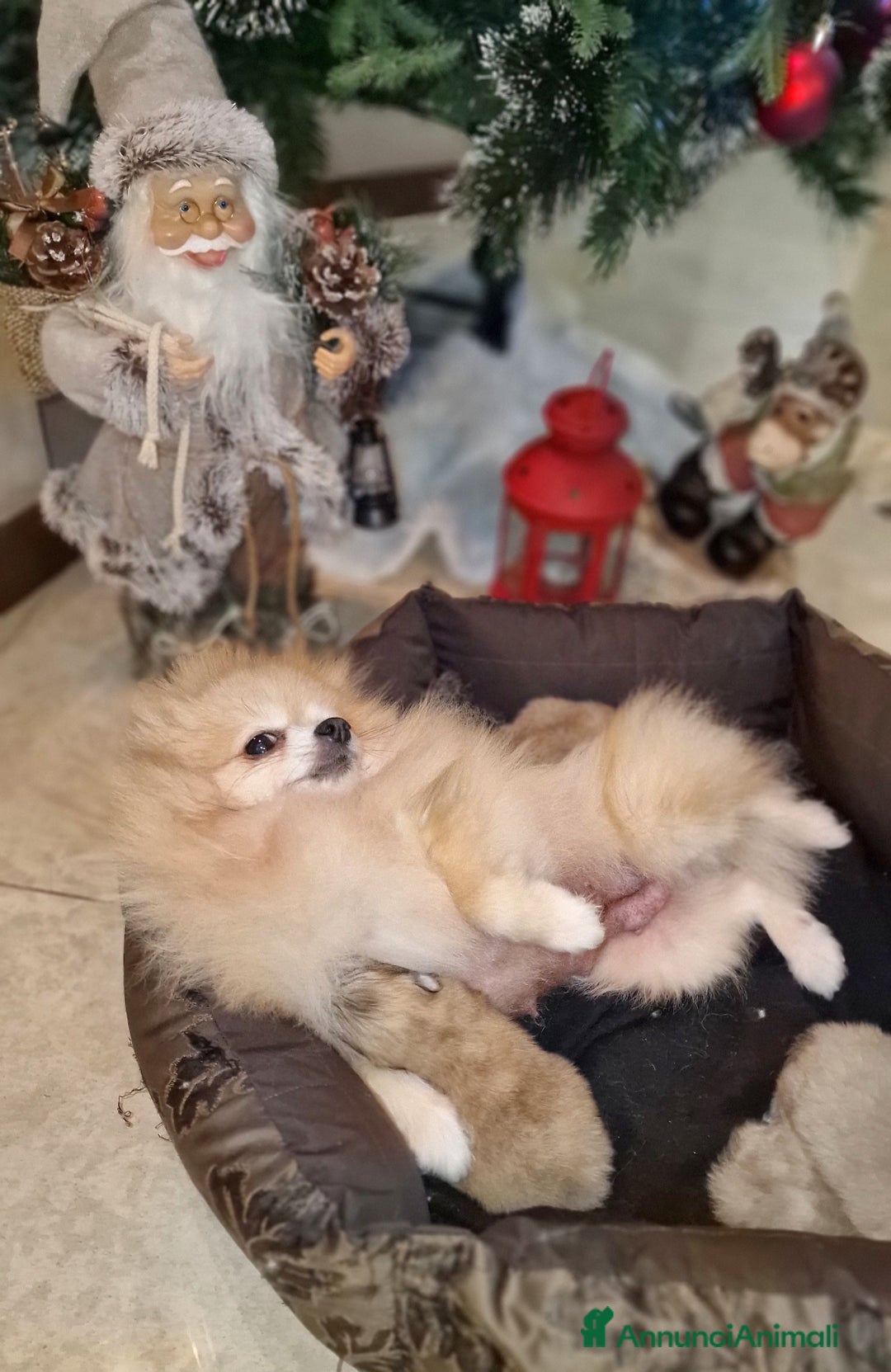 Spitz cani in vendita: Spitz tedesco NANO ( POMERANIA  ) a Provincia di Monza e della Brianza - Annuncio 23