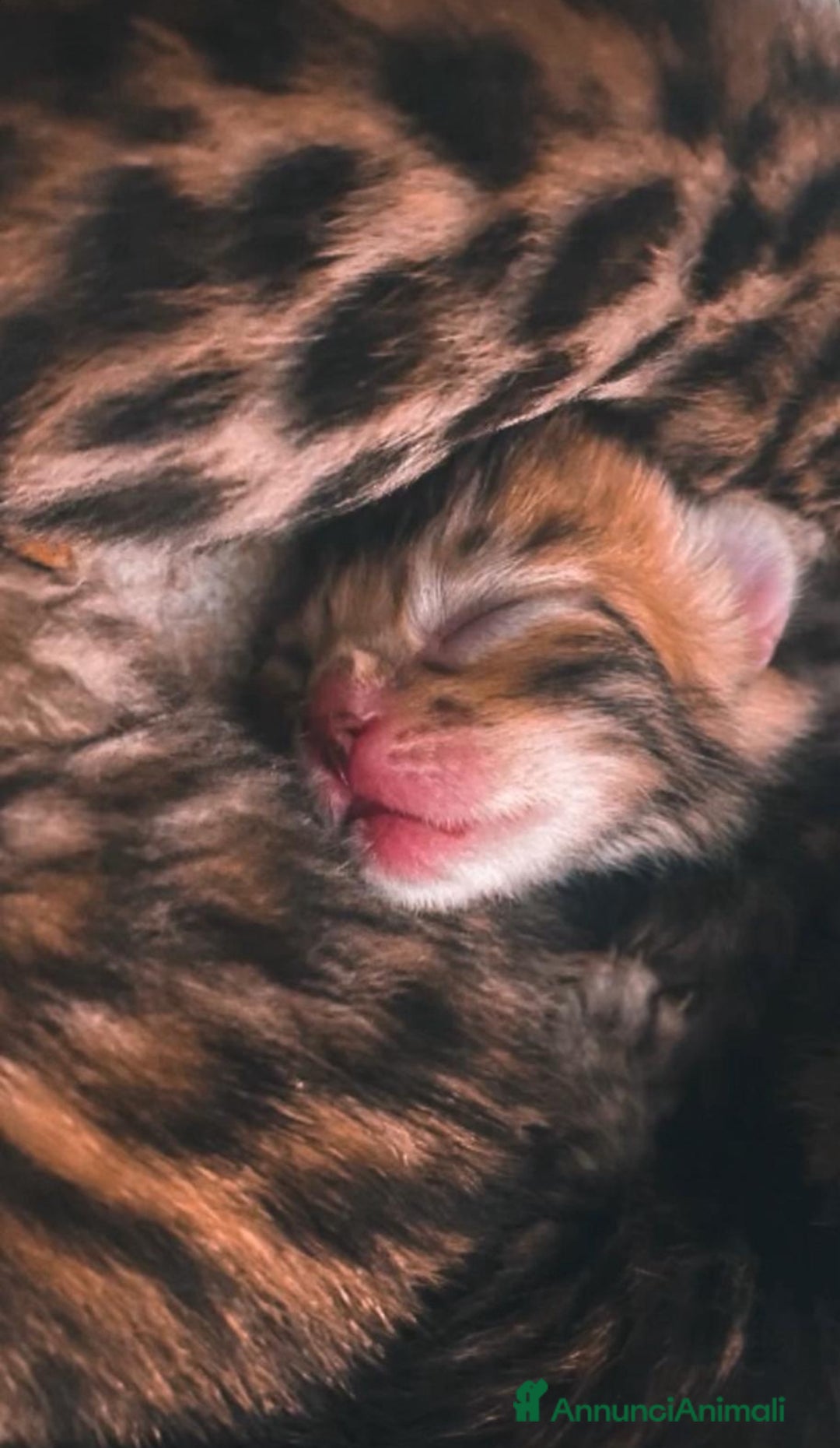 Bengala gatti in vendita: Cuccioli Bengala spotted ben 24 prenotazione  a Città Metropolitana di Bari - Immagine 1