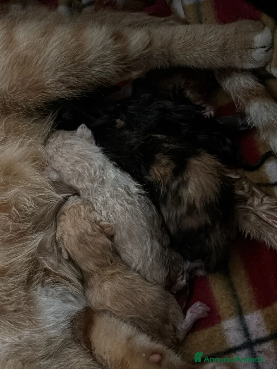 Meticcio gatti in regalo: GATTINI a Provincia di Monza e della Brianza - Annuncio 3